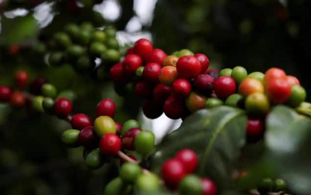India's coffee exports hit $1.8 billion in FY25, continues four-year growth streak