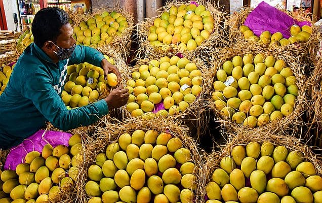 Air India's 'Mango Express' takes flight: Premium Indian mangoes head to global markets from Mumbai 