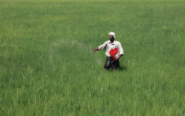India surpasses China, emerges as world’s largest rice producer 