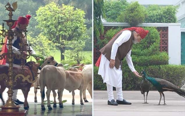 ‘Special, As Always’: PM Modi Shares Video Of Feeding Cows, Peacocks Before Red Fort Visit