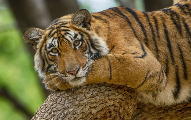 Rajasthan's tiger population rises to 149, Ranthambore houses nearly 50% of them 