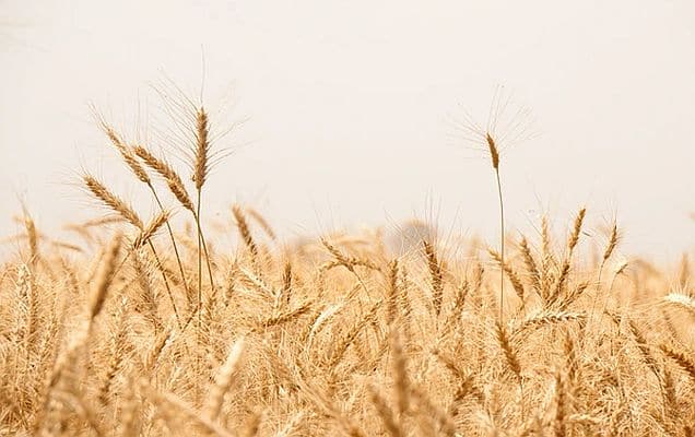 India's wheat output pegged at record 120.21 million tonnes in 2025-26, up 2%: Ministry