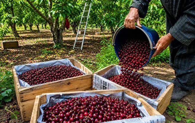 First Shipment Of Premium Areko Cherries And Scentrose Plums From Jammu And Kashmir Exported To UAE