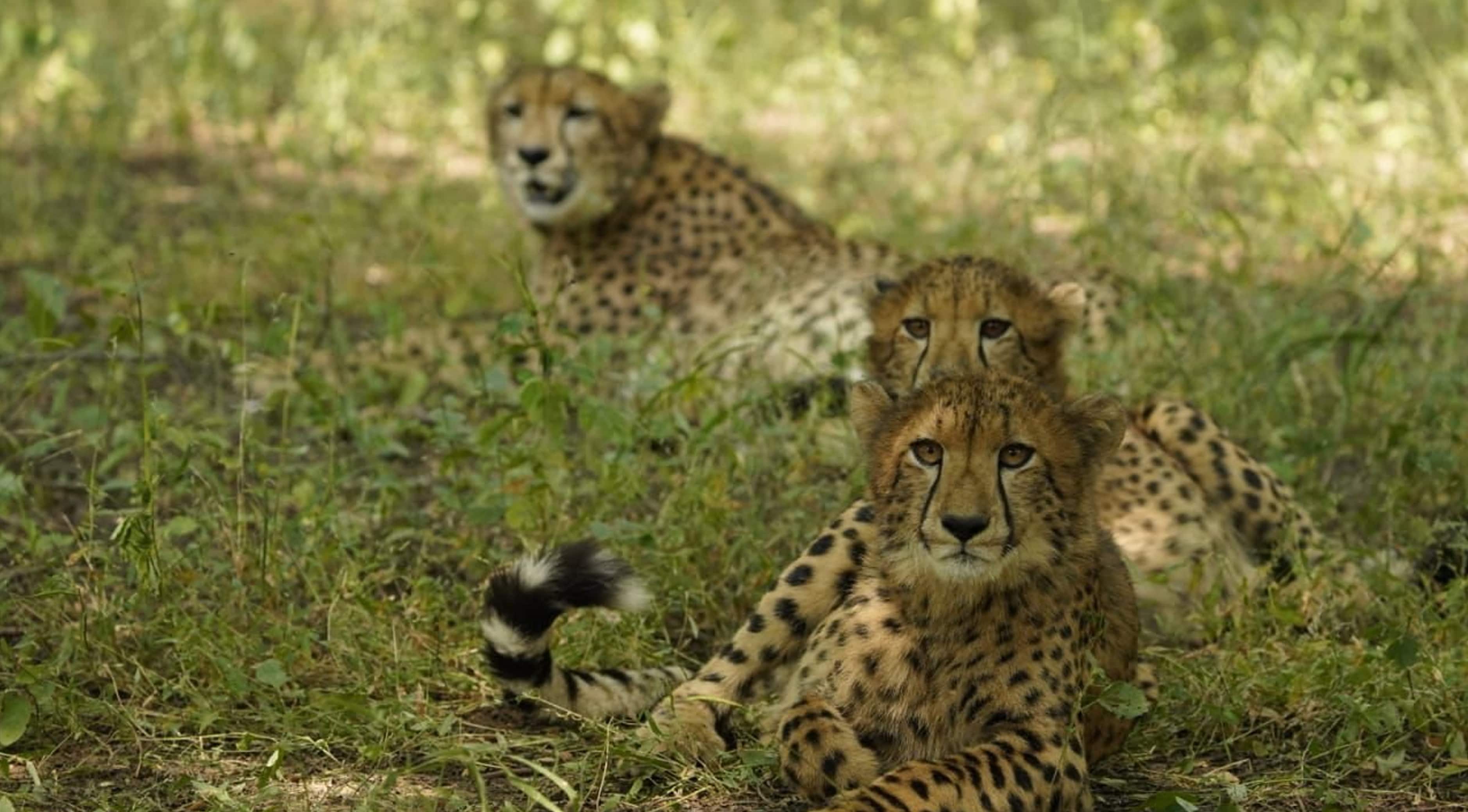 India’s Ecological Conservation Efforts and Impact Since 2014