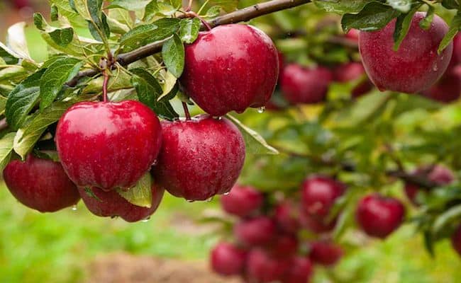 India sends 1st shipment of Garhwali apples to Dubai in bid to diversify agri-exports  