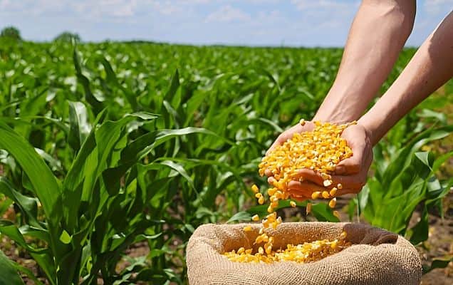 India Exports 4 Lakh Tonne Of Corn In Q4FY25: USDA 