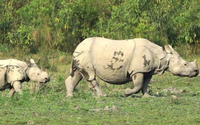 Rhino population in UP's Dudhwa Tiger Reserve rises to 53, 4th census records net growth 