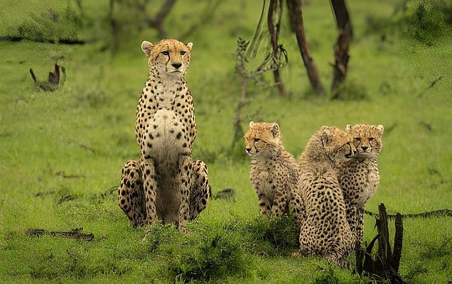 Project Cheetah: How A Species Declared Extinct During Nehru Era Returned To India Under Modi Govt 