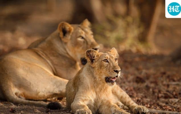 How India brought the lion back from the brink: In Union minister Bhupender Yadav's words