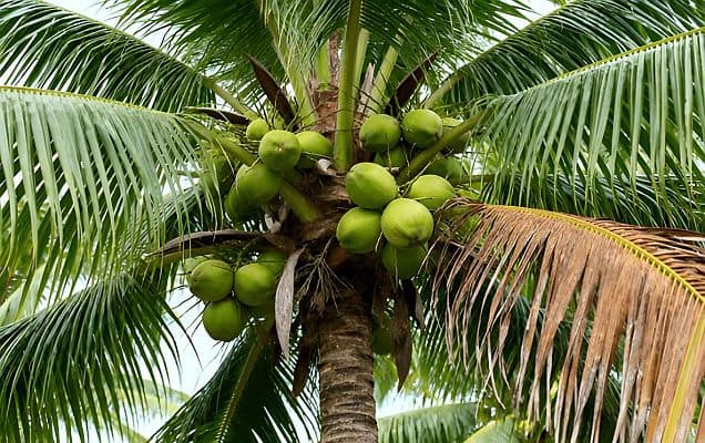 Coconut industry gets a policy boost  