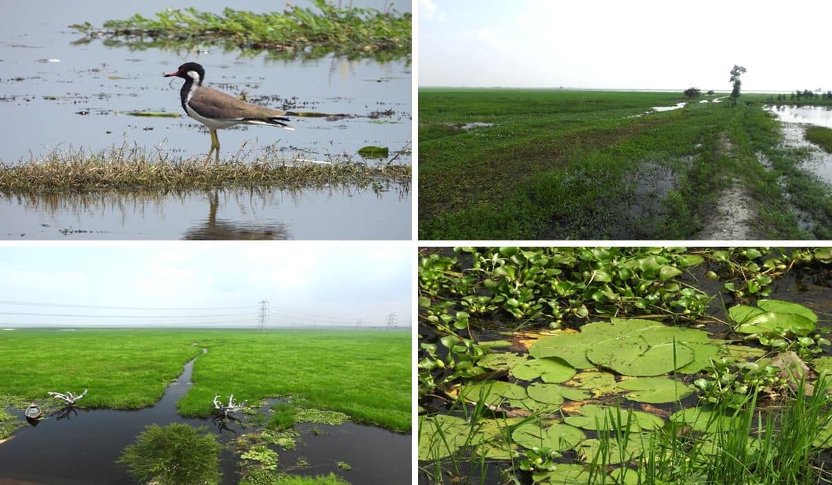 Prime Minister lauds designation of Jai Prakash Narayan Bird Sanctuary as India's 100th Ramsar site