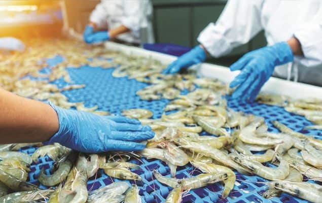Shrimp industry gets a fresh lease of life after cut in US tariffs 