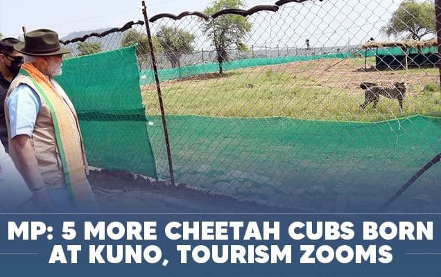MP: 5 more cheetah cubs born at Kuno, tourism zooms