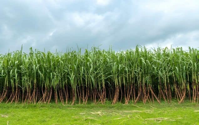UP sugarcane payments cross ₹31,000 crore in current crushing season 
