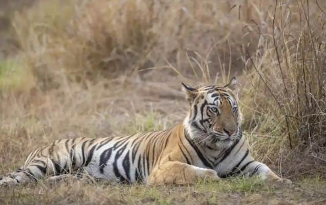 Gujarat's Deesa to get Asia's first desert-themed night safari & zoo