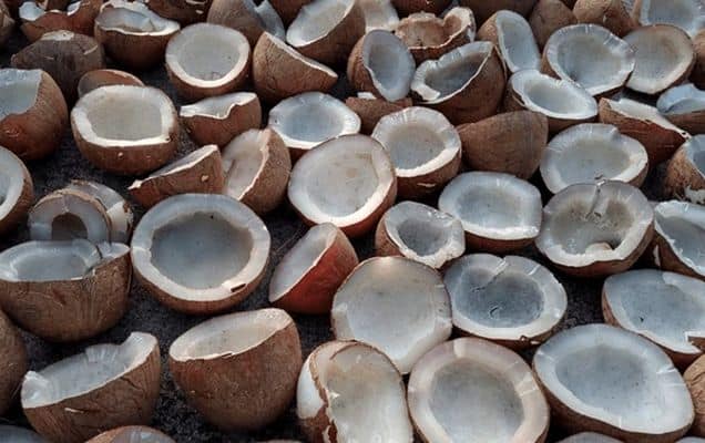 Centre approves higher MSP for copra for 2026 season to support cultivators 