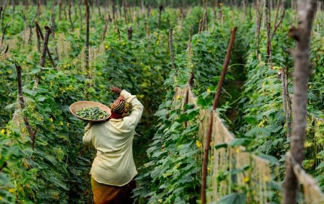 India’s gherkin exports hit record high $307 million in FY26 despite US tariffs 