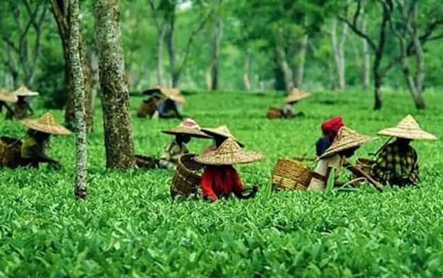Assam tea drives India’s export surge as tea shipments rise 93% to Rs 8,719 crore