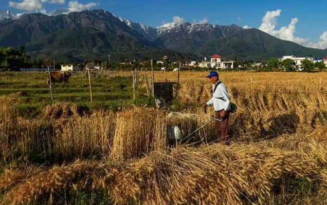 At 30 MT, wheat procurement highest since 2021-22