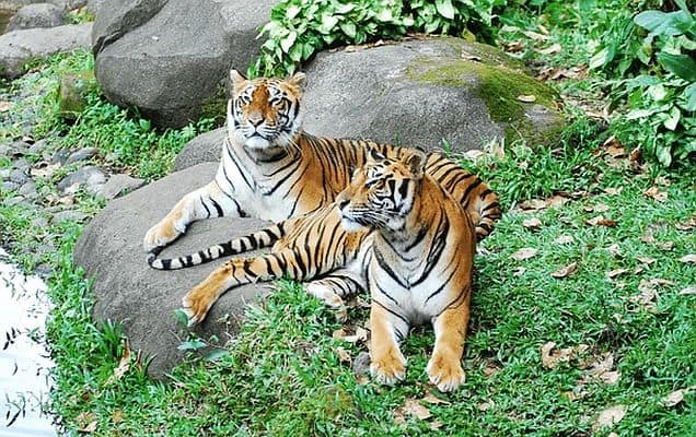After two decades, tiger cheer for Arunachal’s D’Ering Memorial Wildlife Sanctuary