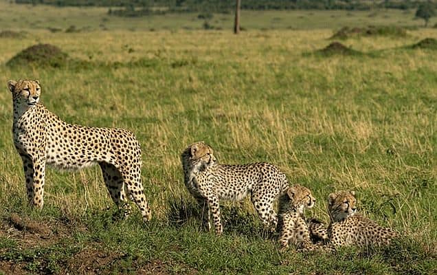 India's Cheetah population crosses 50 after new cubs born at Kuno 