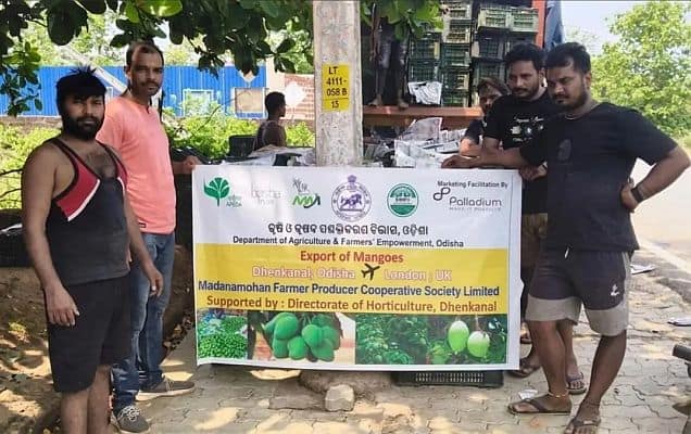 Odisha’s Dhenkanal farmers export 3 tonne of mango to London